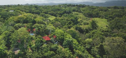an overhead view of a forest of trees with red flowers at Finca Los Caballos Montezuma in Montezuma