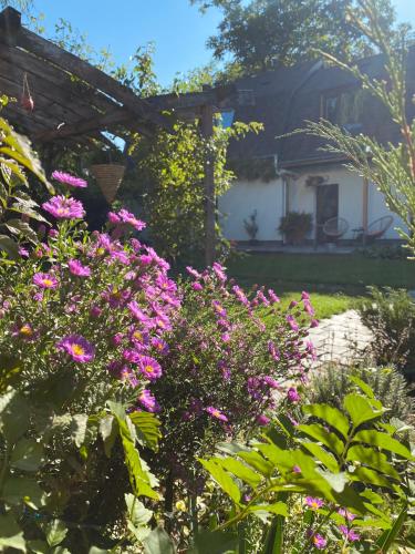 a garden with pink flowers in front of a house at Garden House in Timişoara