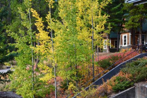 an autumn view of a yard with trees at Johnston Canyon Lodge & Bungalows in Castle Junction