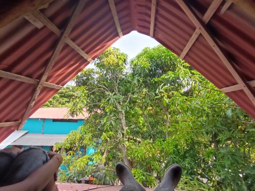 a view of a tree from inside a tent at La happycleta in Palomino