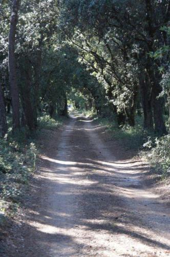 a dirt road with an arch of trees on it at Masmazan in Mazan