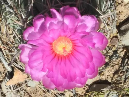 a pink flower with an orange center at Camping at Desert Gardens Oasis in Lobo, TX in Van Horn
