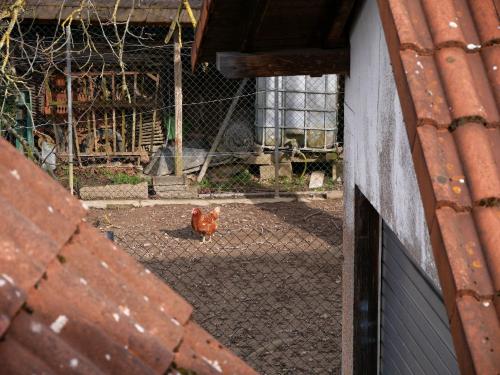 a red fire hydrant sitting in front of a fence at Ferienwohnung Obere Alm in Oberkirch