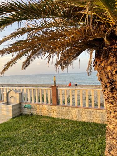 a palm tree in front of the beach at MESAGGALA PALACE No 1 !!! FIRSTLINE SEA in Néa Meságkala