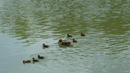 a group of ducks swimming in the water at Calme au bord de l'eau in Laroche-Saint-Cydroine