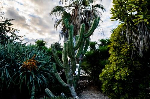 a cactus in a garden with palm trees and plants at Nes Ammim Hotel in Nes Ammim