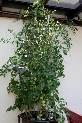 Jardín al aire libre en Gästehäuser Anni Ehrndorfer