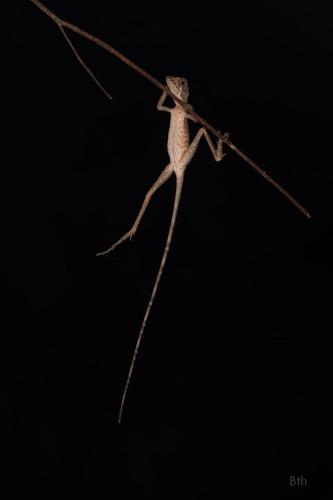 a lizard on a stick in the air at Sinharaja Vini Villa in Deniyaya