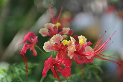 a group of red and yellow flowers in a vase at Dream of the Green Flamingo in Willibrordus