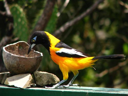a yellow and black bird eating out of a bird feeder at Dream of the Green Flamingo in Willibrordus