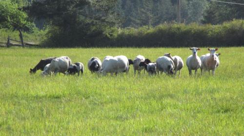 a herd of sheep grazing in a field of grass at Lopez Farm Cottages & Tent Camping in Lopez