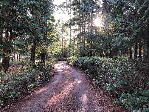a dirt road in the middle of a forest at Lopez Farm Cottages & Tent Camping in Lopez