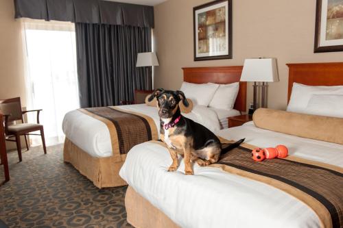 a dog sitting on a bed in a hotel room at Best Western Brantford Hotel and Conference Centre in Brantford