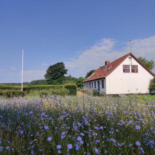 a field of purple flowers in front of a white building at Under Canvas Bornholm in Østermarie