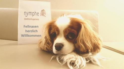 a brown and white dog laying on a table at Nymphe Strandhotel & Apartments in Binz