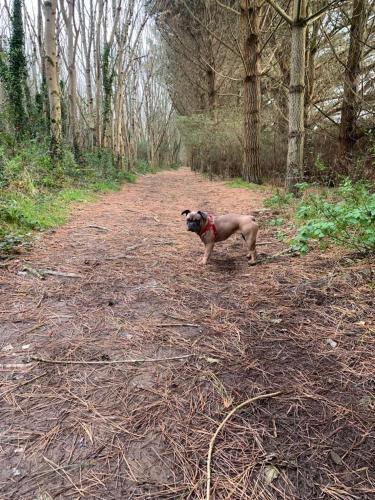 a dog standing in the middle of a dirt road at Daphne's Lodge in Mawgan Porth