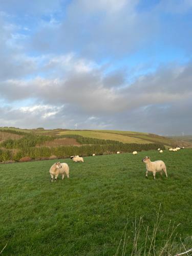 a group of sheep grazing in a field of grass at Daphne's Lodge in Mawgan Porth