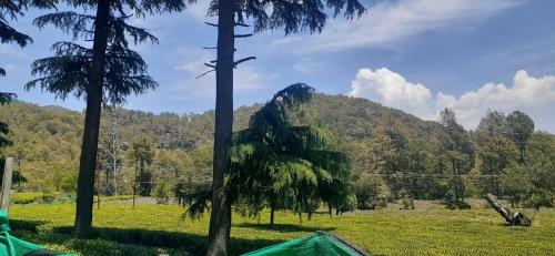 a tent in a field with trees and a mountain at Hotel Goludev Valley View in Nainital