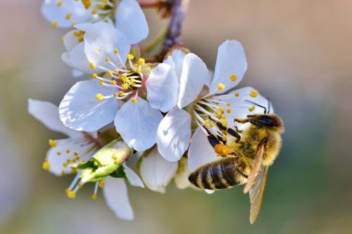 a bee is pollinating a white flower at Bauernhof Mairing in Silandro