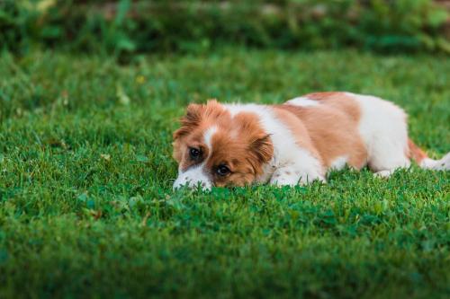 a brown and white dog laying in the grass at Taparynė in Alanta