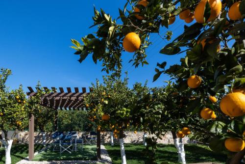 an orange tree in an orange orchard at Desa Green Homes in Ancient Epidavros