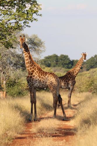 Duas girafas estão numa estrada de terra batida. em Ngangane Lodge & Reserve em Francistown