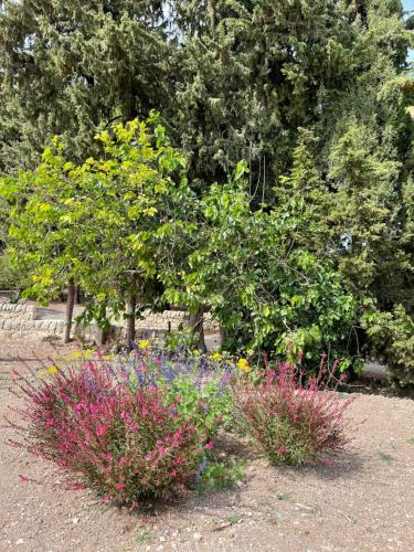 two flowers in a garden with trees and bushes at Chiusa Di Carlo Agriturismo in Avola
