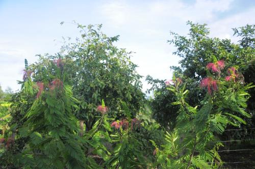 two trees with pink flowers in a garden at Muga Eco Village in Ntungamo