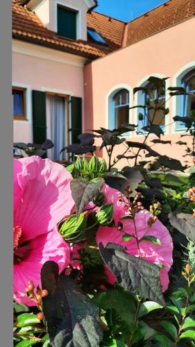 a group of pink flowers in front of a house at Hotel Garni Landhaus Florian in Bad Blumau