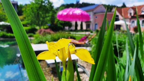 a yellow flower in a garden with a pink mushroom at Hotel Garni Landhaus Florian in Bad Blumau
