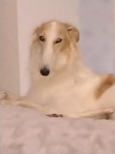 a white dog sitting on a bed looking at the camera at Swiss Borzoi House in Bellerive