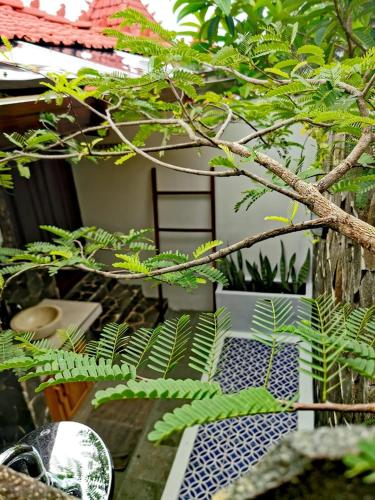 a close up of a tree in a garden at Mirabelle Joglo Village in Karimunjawa