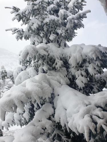 a snow covered tree with snow on it at Krystal Hotel in Krystallopigí