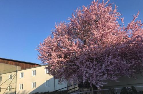 a tree with purple leaves in front of a building at Landpension Gschwantner in Lengenfeld