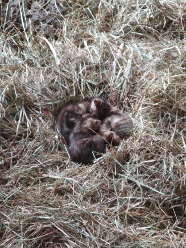 a baby kitten sleeping in a pile of hay at LA BELLE ETOILE in Valençay