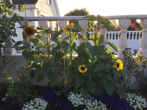 a garden with sunflowers on a white fence at Seacrest B&B in Galway