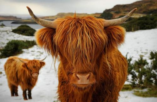 a cow with horns standing in the snow at Inverness Holiday House - 2 Bedroom in Inverness