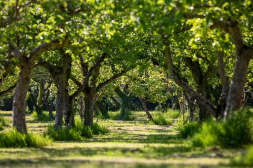 a path through a row of trees in a park at Dragon Orchard Retreat in Ledbury