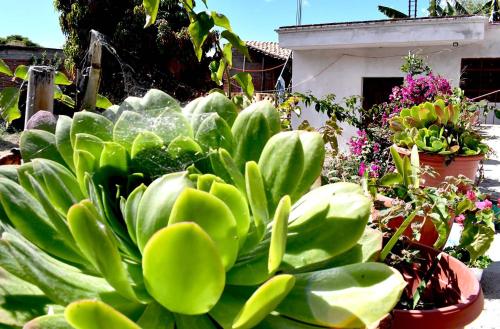 a bunch of green plants in a garden at Ojo de Luna Teotitlan in Teotitlán del Valle