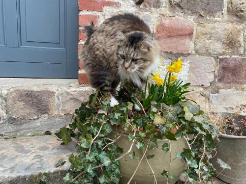 a cat standing on top of a potted plant at Maison d'hôtes La Rose Laitière in Saint-Martin-sur-Écaillon