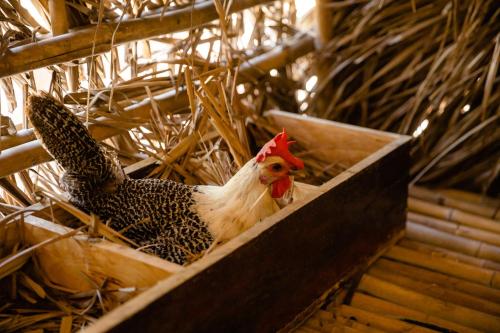 a chicken is sitting in a wooden box at Fusion Resort Cam Ranh - All Spa Inclusive in Cam Ranh
