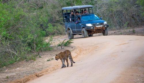 a leopard walking on a dirt road with a jeep at Camp Leopard - Yala Safari Glamping in Yala