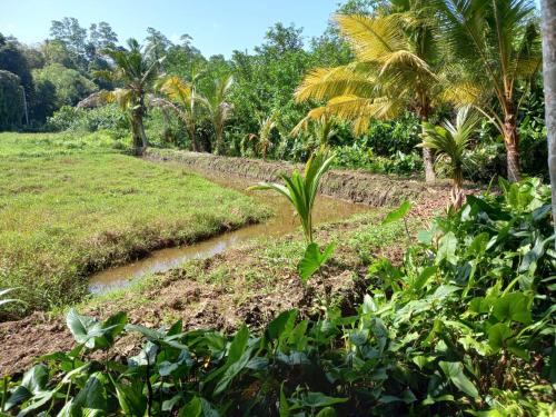 a garden with palm trees and a creek at Charly Villa in Haburugala