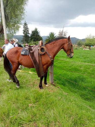 a brown horse is standing in a field at Cabañas el Olimpo in Aquitania