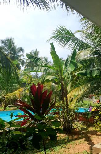 a view of a resort with palm trees and a pool at La Perla Bentota in Bentota