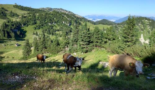a group of cows standing on a grassy hill at Gross Lettenwag in Göstling an der Ybbs