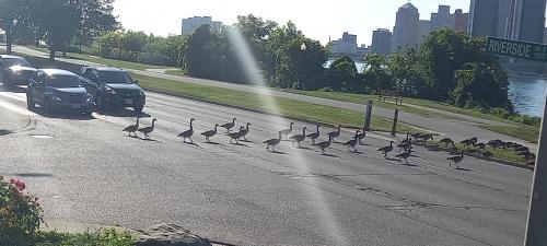 a flock of birds walking down a road with cars at Waterfront Home Windsor ,Canada in Windsor
