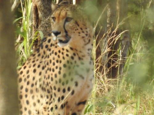 a cheetah standing in the grass next to a tree at Balule Bushveld Safari Lodge in Phalaborwa