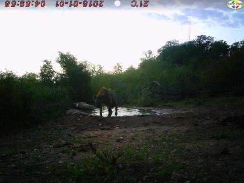 a horse standing in a stream of water at Balule Bushveld Safari Lodge in Phalaborwa