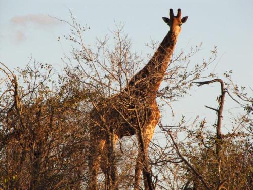 a giraffe is standing next to a tree at Balule Bushveld Safari Lodge in Phalaborwa